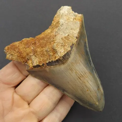 Megalodon Shark - Tooth - Carcharocles megalodon -