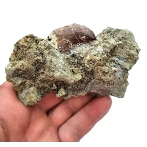 Dinosaurus - Tand - Eocharcarias sp. - 12×7×3 cm