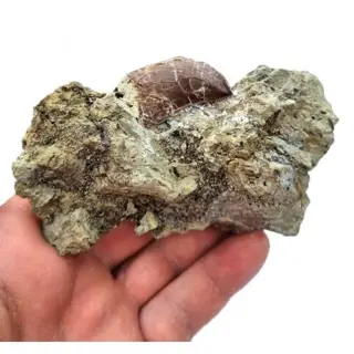 Dinosaurus - Tand - Eocharcarias sp. - 12×7×3 cm