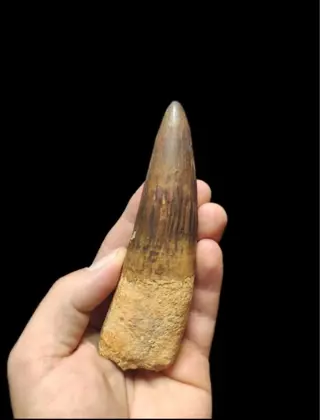 Spinosaurus - Tand - 2.5×4×13 cm