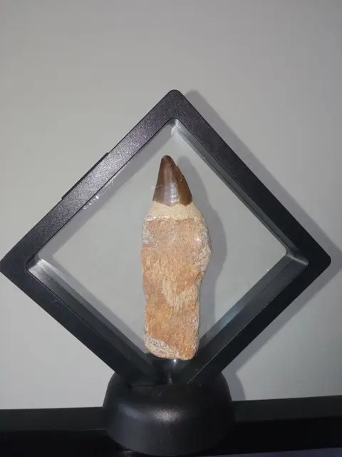 Uiterst zeldzame Eremiasaurus Heterodontus - Tand -