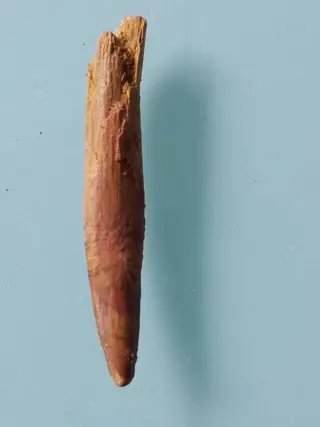 Tand van Rebbachisaurus 58 mm - Tand - rebbachisaurus -