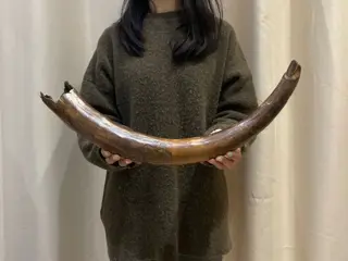 Wolharige mammoet - Slagtand - Mammuthus - 53×7×6.5 cm