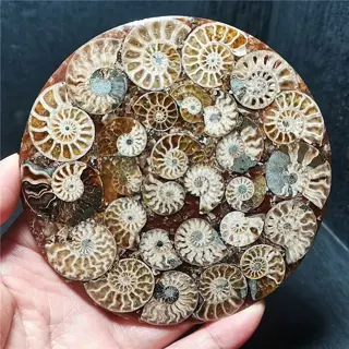 Mooie schijf schijf van fossiele ammoniet - 111×111×5 mm