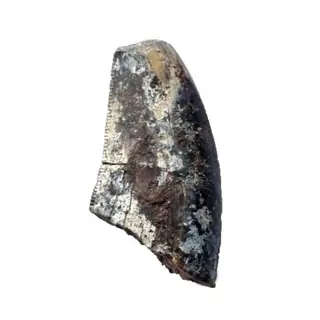 Dinosaurus - Tand - afrovenator abakensis - 3.8×2×1 cm