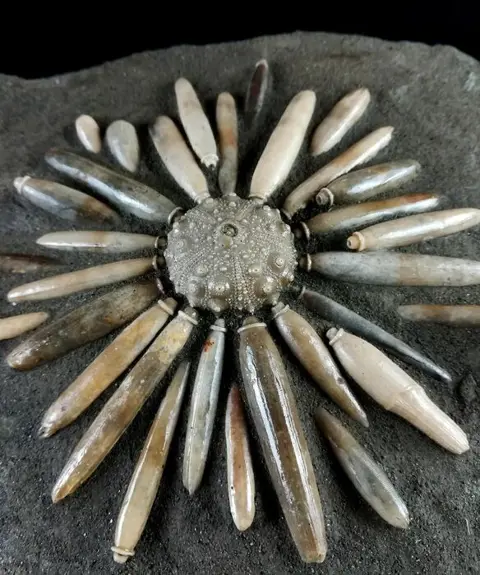 Enorme fossiele zee-egel!!! - schild met radio's -