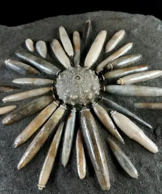 Enorme fossiele zee-egel!!! - schild met radio's -