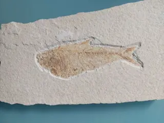 Zeldzaamheid mooie zeer zeldzame Tharsis dubius BLAINVILLE