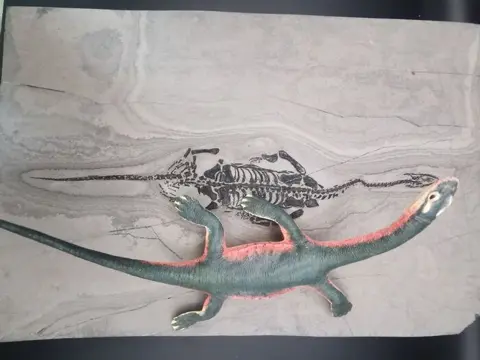 Fossiel - Op matrix - BIG Keichousaurus sp.+ Model -