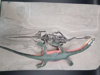 Fossiel - Op matrix - BIG Keichousaurus sp.+ Model -