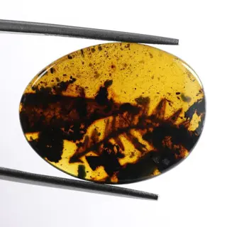 Amber met bladeren uit de dinosaurusperiode