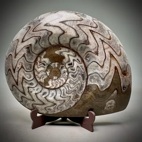 Prachtige decoratieve ammoniet - Compleet - Manticoceras