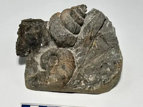 Munitie - Eubostrychoceras muramotoi e Gaudryceras sp. -