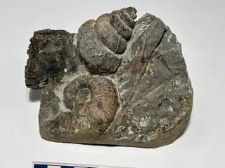 Munitie - Eubostrychoceras muramotoi e Gaudryceras sp. -