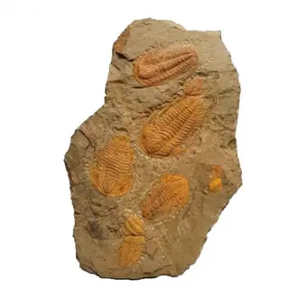 Doornige trilobiet - Schild - Hamatolenus vincenti -