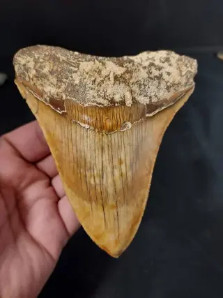 Megalodon - Tand - thick and heavy - 11.5×9.6×2.1 cm