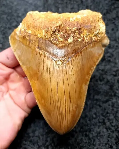 Megalodon - Tand - *Patho* - 132×107×33 mm