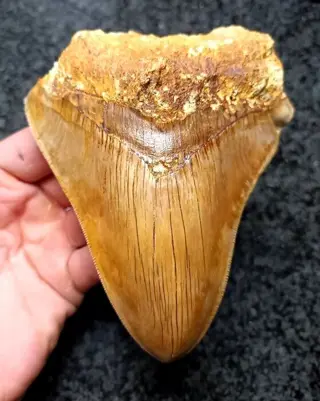 Megalodon - Tand - *Patho* - 132×107×33 mm