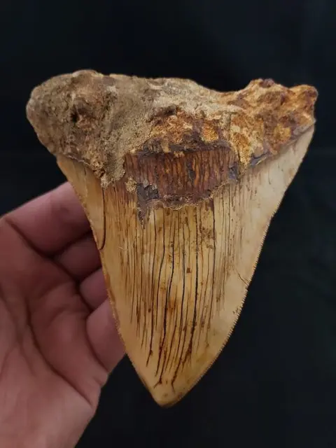 Megalodon - Tand - VERY LARGE AND WIDE Indonesian MEGALODON