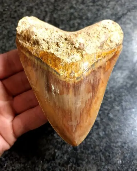 Megalodon - Tand - * Beautiful color * - 111×83×20 mm
