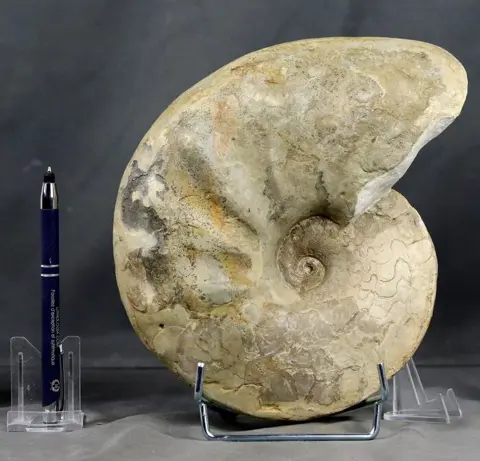 Zeldzame Trias Ammoniet Discoceratieten - Met mooie