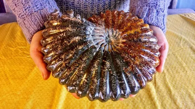 Fossiel - Ammoniet - Topkwaliteit Groot 2,2 kg -