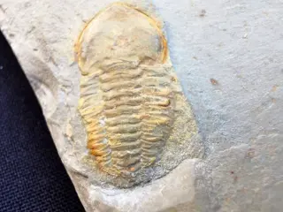 ZEER OUDE GELE CAMBRIAN Fossiele Trilobiet. - Op originele