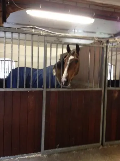 Paardenbox, Paardenstal, stal, Box