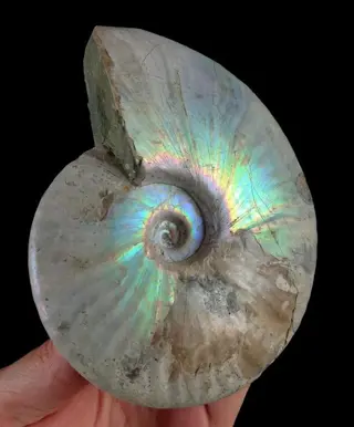 Indrukwekkende parelachtige ammonieten !!! - uitstekende