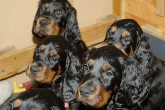 Gezonde Gordon Setter Pups