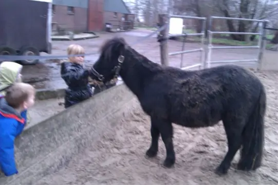 Zwarte shetlander hengst Bassie