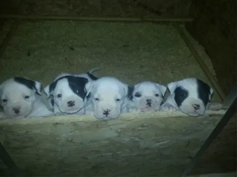 Amerikaanse bulldoggen met stamboom