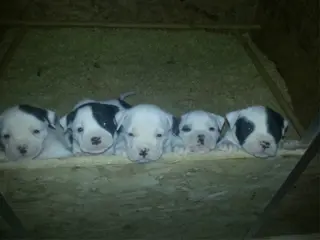 Amerikaanse bulldoggen met stamboom