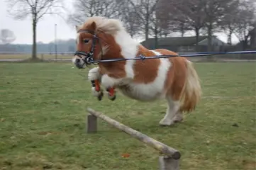Leuke shetlander gezocht!!!!!
