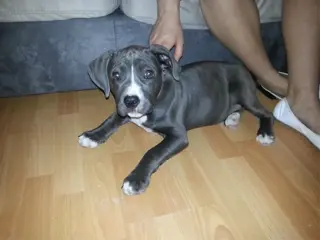 Mooie americaanse stafford