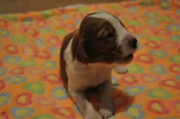 Welsh Springer Spaniels