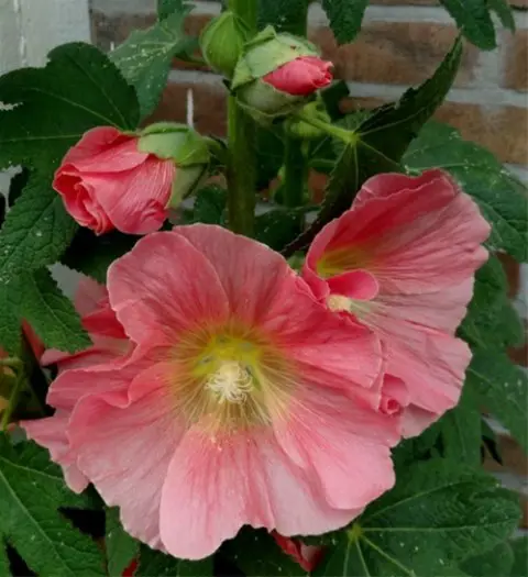 Stokrozen-Hortensia-Hemerocallis- Prairieplanten Dagen