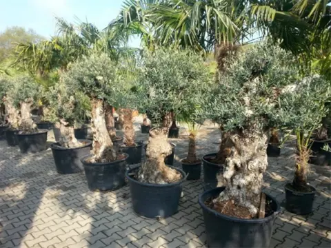Palmboomspecialist en Olijfboomspecialist
