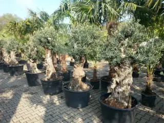 Palmboomspecialist en Olijfboomspecialist