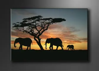 Nieuw canvas schilderij Afrika Olifant 120 x 80 cm