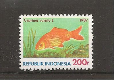 Vis cyprinus carpio, uit Indonesie