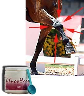 Hou de Gewrichten van uw Pony Soepel - met GlucoHorse !