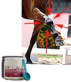 Hou de Gewrichten van uw Pony Soepel - met GlucoHorse !