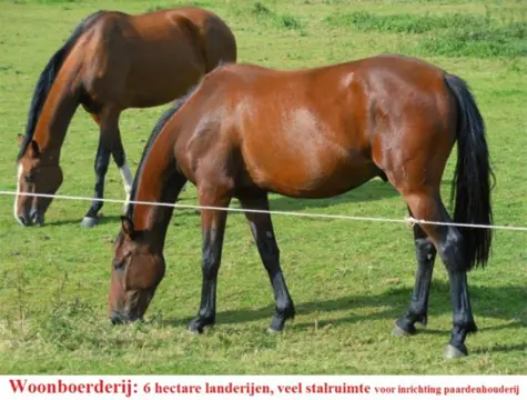 Woonboerderij, 6 hectare, stallen