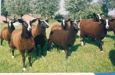 Schapen zwartbles
