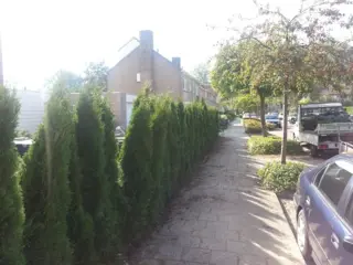 Coniferen kopn