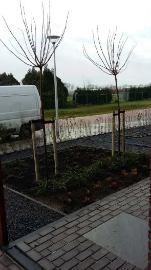 Leibomen kopen