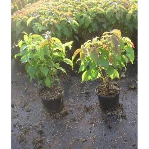 Skimmia kopen