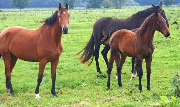 Woonboerderij, 1,5 hectare, schuur-/stalgebouwen