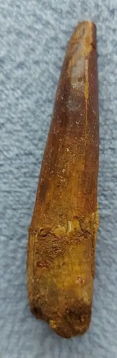 Spinosaurus - Tand - Spinausaurus - 22×20×70 mm